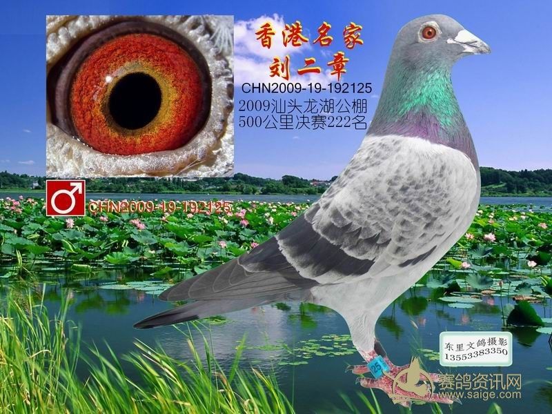 香港名家刘二章 龙湖公棚决赛222名 特价¥90