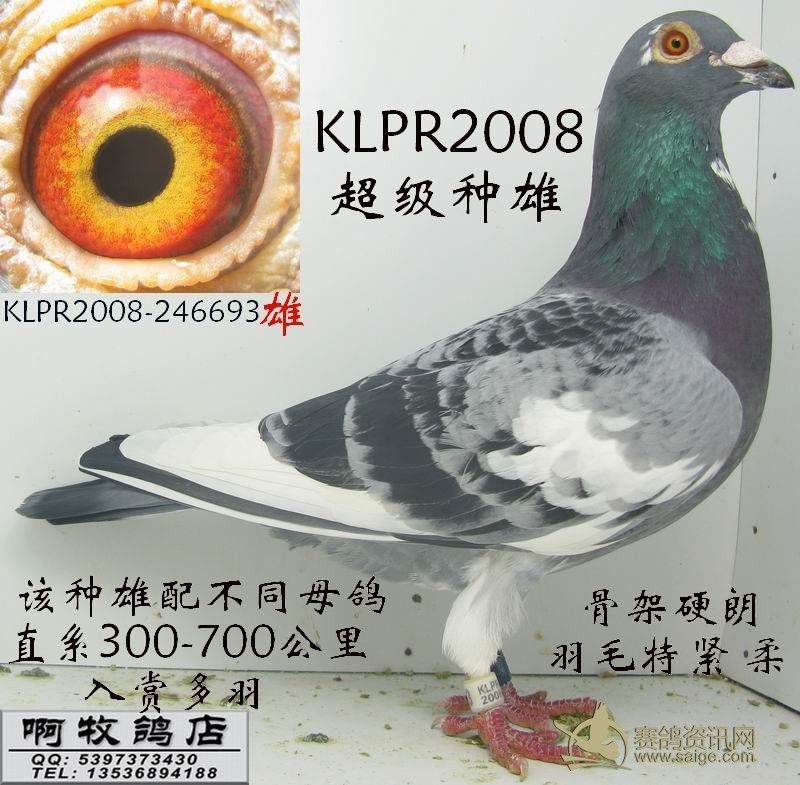 klpr2008(老台雄)