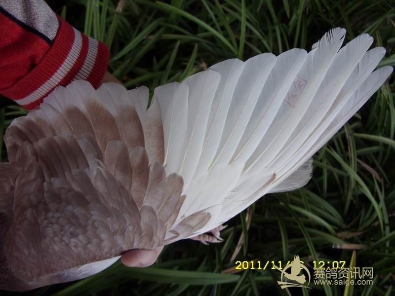 饶平大强豪余伟彬清棚种鸽 超级棒的雄鸽 本身2013年飞两次500公里一次600公里 第二次350公里站获总鸽13名 600公里当天仅回几羽 隔天归巢 各方面超级完美 目前在换毛 鸽主主力战将印钞机直子 可以咨询鸽主 售价1000 带一张奖状