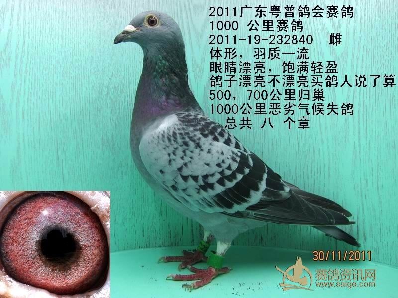 南方鸽园-多羽名家,成绩鸽,上传网站,敬请关注