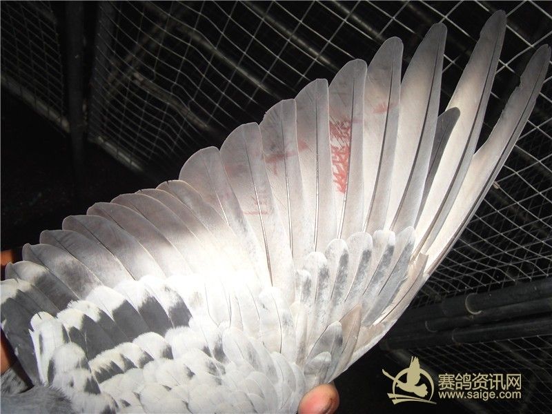 香港名家.刘二章赛鸽