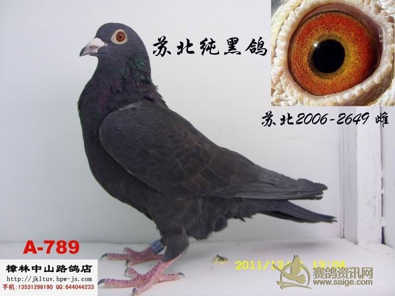 纯黑鸽三羽