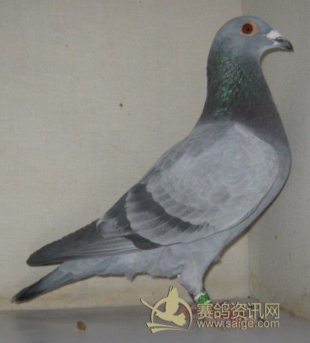 鉴鸽技巧_吴一坚信鸽_可芯鸽具_最新台鸽- 楚楚之家