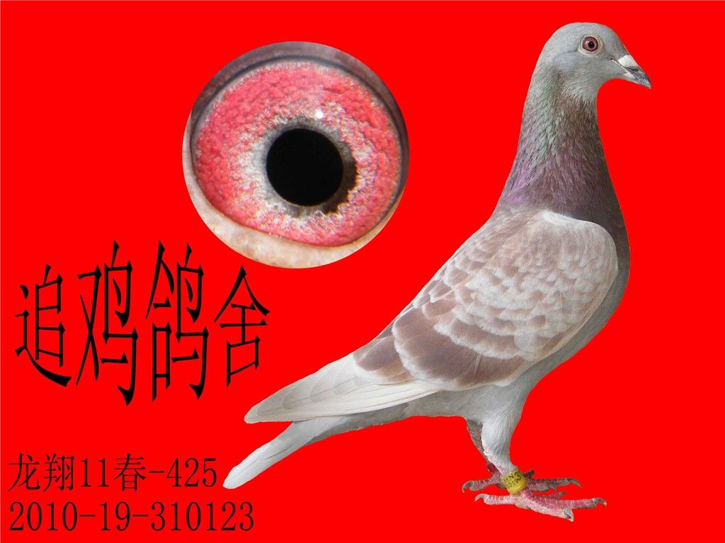 冠军老弟