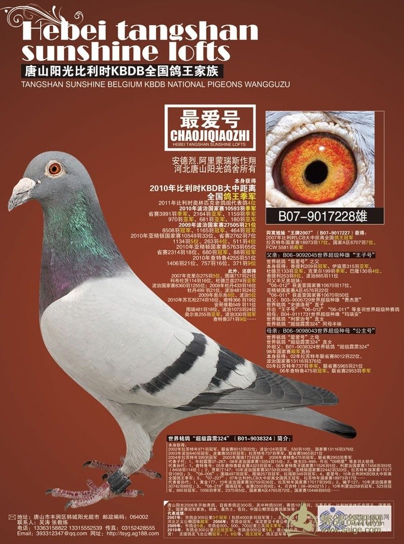 河北名家 唐山阳光鸽舍-河北正义公棚参赛鸽(已售梅州)