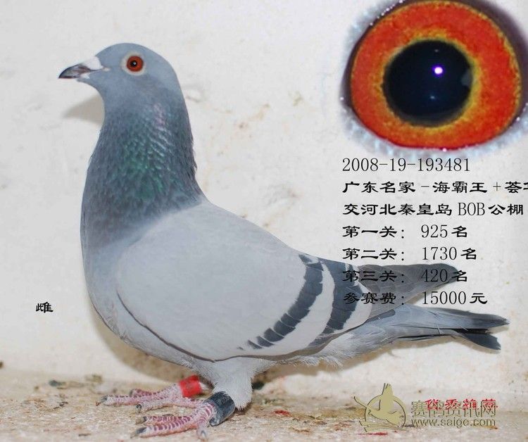 中国特色的赛鸽运动是什么?_日志_新疆·和田