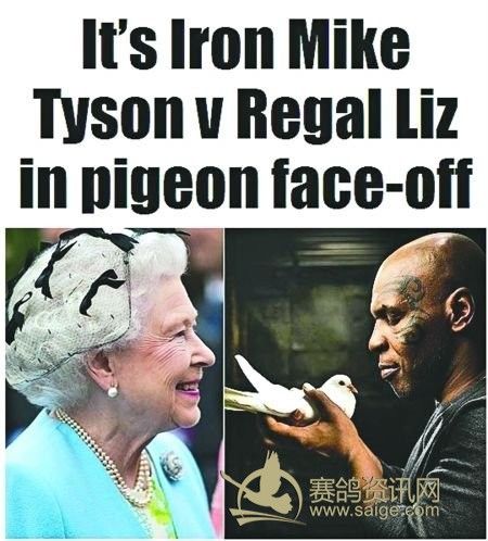 泰森转战鸽坛较量英国女王 首次打架因为鸽子