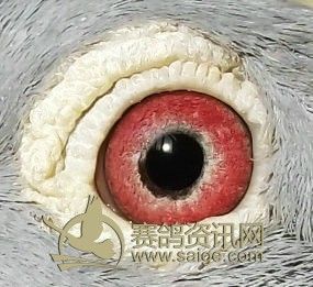 信鸽协会电话多少 a65c332a-6539-470c-b6cb-5085eb6cff02.jpg