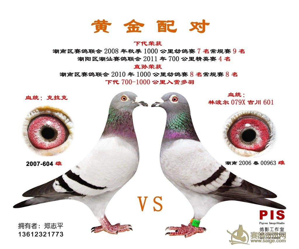 2011年上海各项赛事冠军鸽风采(图)-信鸽园地-中国信鸽信息网