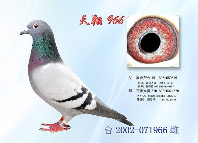 ����966