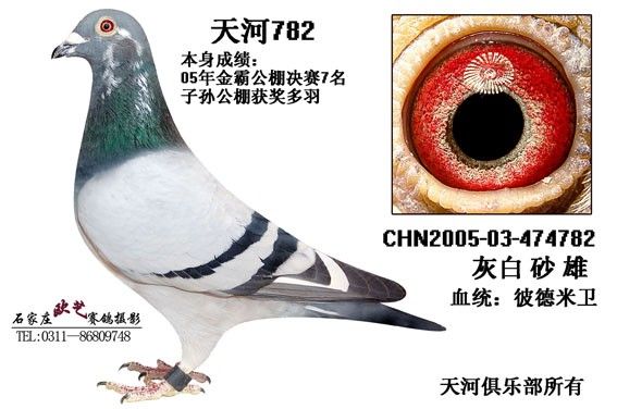 彼得米卫_铭鸽_赛鸽资讯网