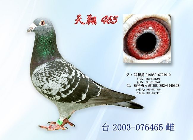 ���� 465