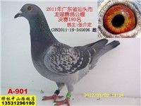 2011����ͷ�����������180��-�Ž鶨