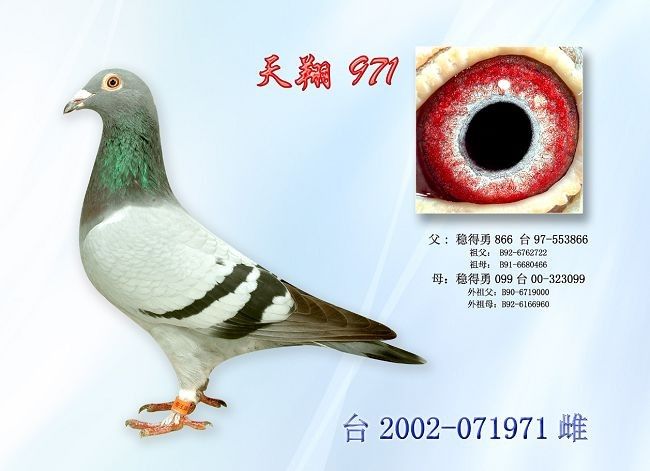 ����    971