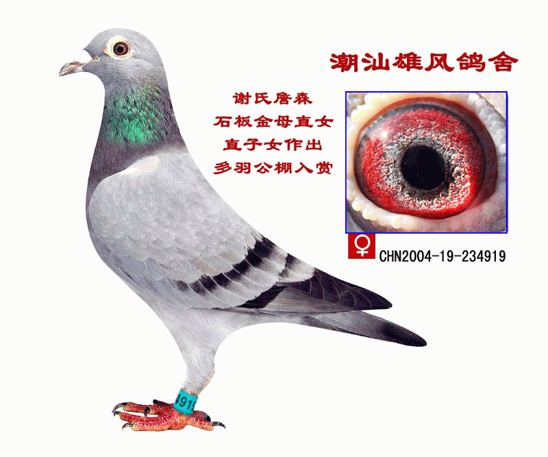 潮汕雄风鸽舍-谢氏詹森