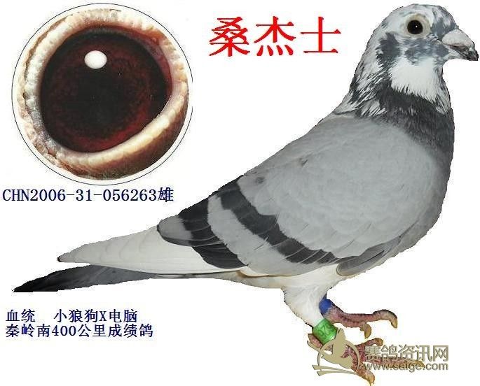 山区实战鸽