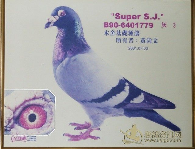 台湾-桑杰士鸽族保育者