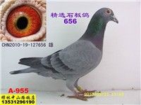 ��ѡʯ���656