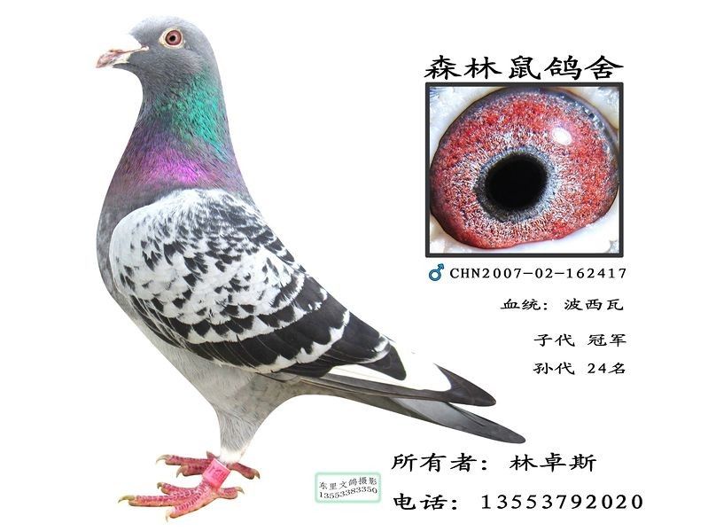 波西瓦