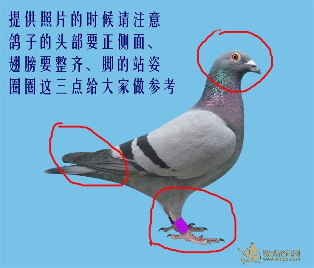 引基因保公平！福州高新区信鸽协会成功建立信鸽DNA数据库