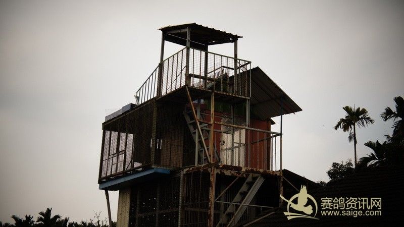 台湾鸽舍欣赏