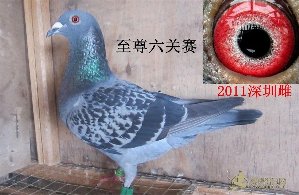 几羽深雨点砂眼鸽公棚鸽