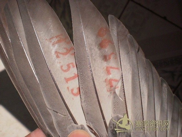 河北石家庄吉祥赛鸽俱乐部决赛2011 03 845187 吉祥特比高清图片