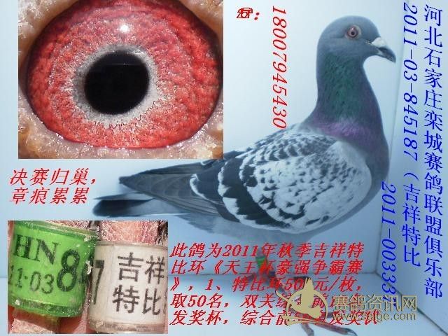 河北石家庄吉祥赛鸽俱乐部决赛2011 03 845187 吉祥特比高清图片