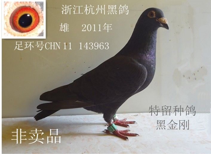 纯种黑白鸽专营店