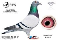 4.	DV04087-10-25, �ƣ����˸���������������