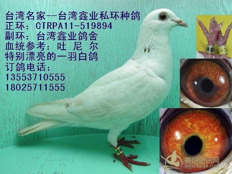 台湾鑫业鸽舍 [白鸽] ,敬请关注!