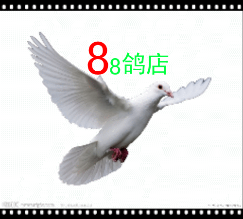 88鸽店