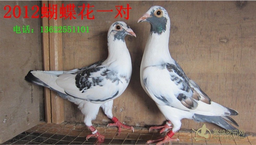 2012连码蝴蝶花_赛鸽资讯网商城