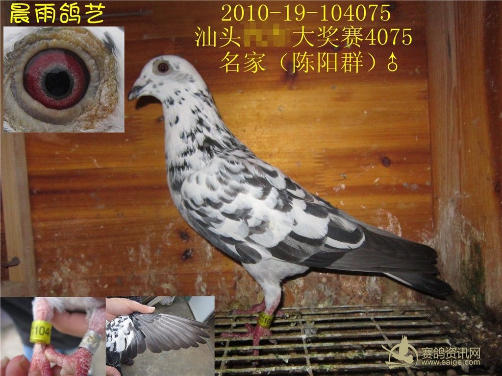 陈阳群漂亮麒麟花