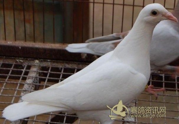 信鸽幼鸽雌雄的鉴别方法_日志_胜荣鸽舍
