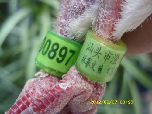 97台提纯直女((已售杭州)