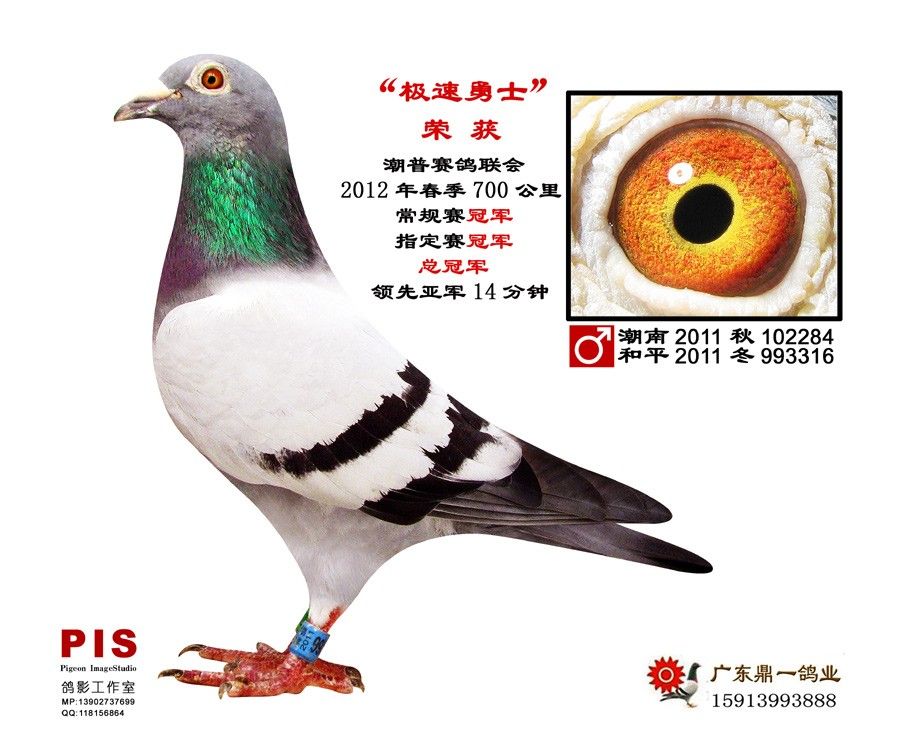 成绩鸽