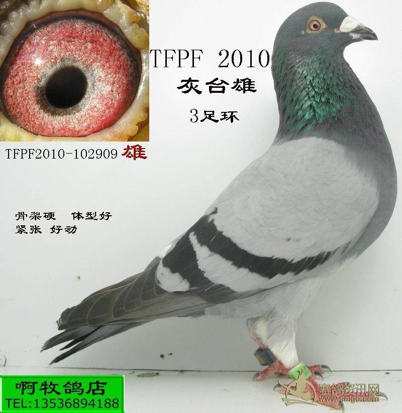 klpr2009 tfpf2010(3足环台雄二羽)