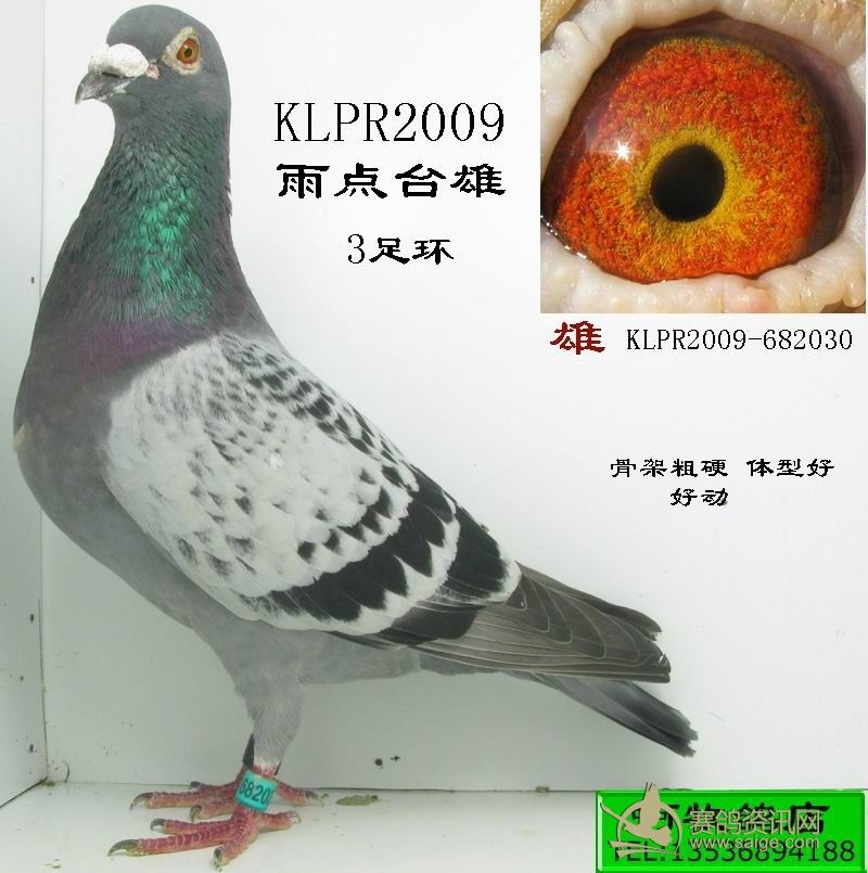 klpr2009 tfpf2010(3足环台雄二羽)