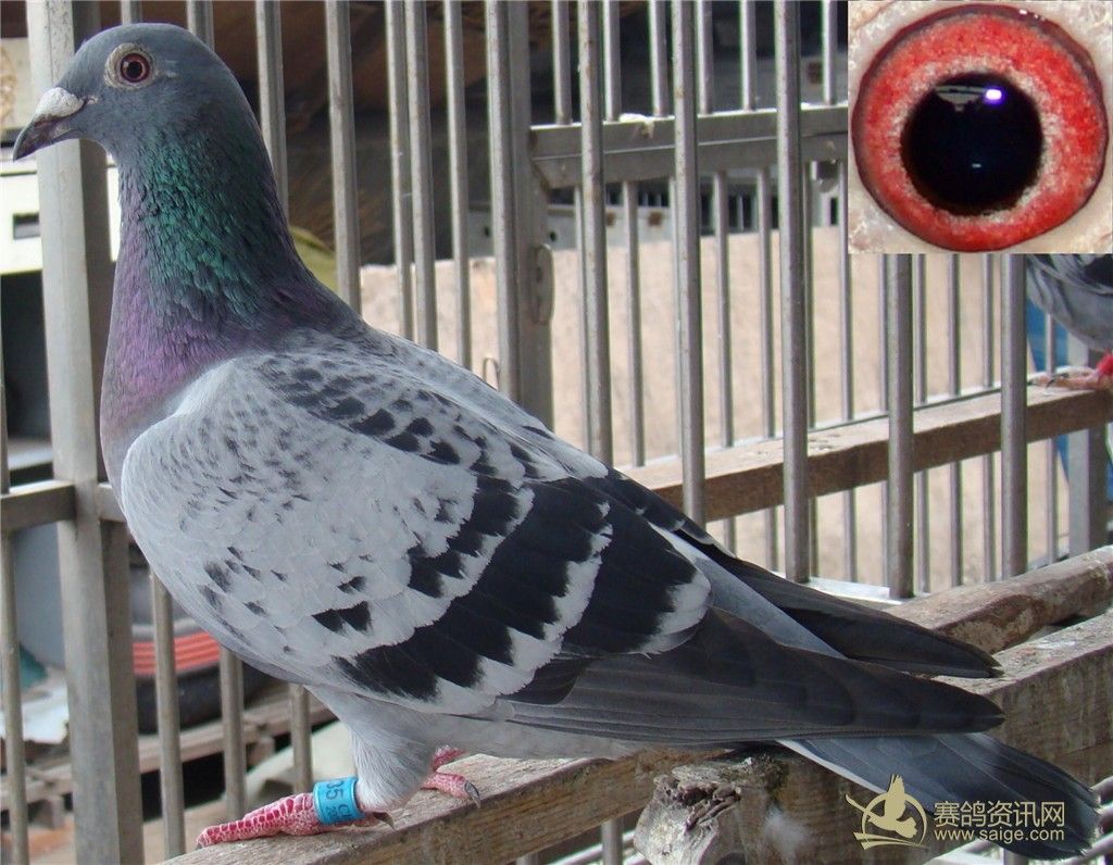 上海王伟天傲11-0533鸽舍_店铺动态