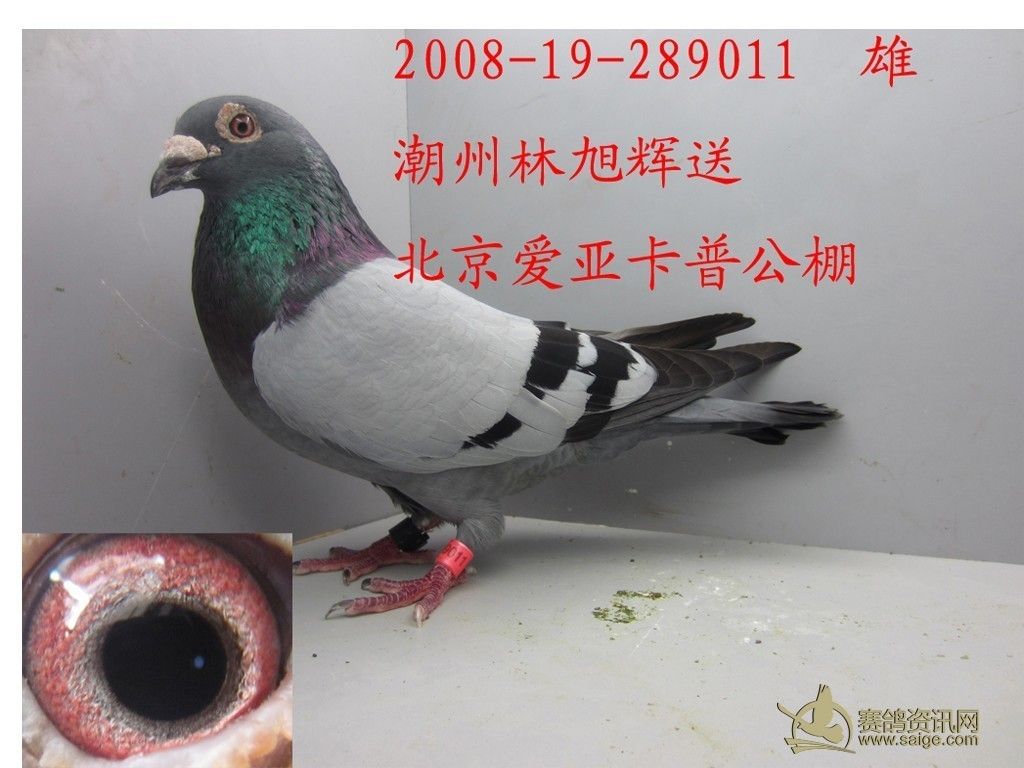 潮州会长-送北京爱亚卡普公棚鸽