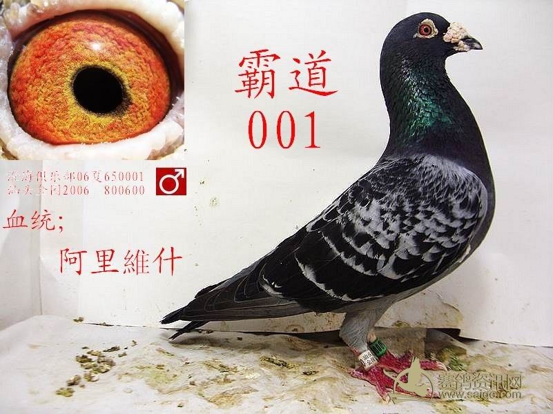 霸道001阿里维什己售深圳
