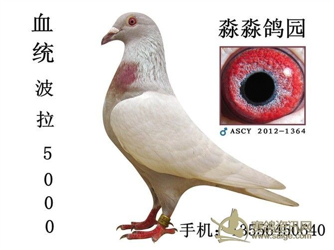 银色波拉5000