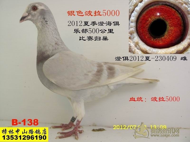 极品沙漠珍珠眼 银色波拉5000-2012夏季澄海俱乐部500公里归巢鸽