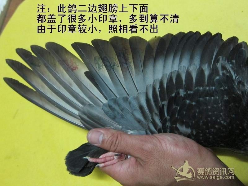 12南海夏季正五关台鸽[ 最少 20个 印章 ]