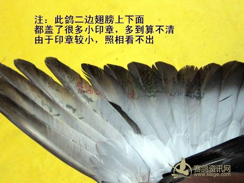 12南海夏季正五关台鸽[ 最少 20个 印章 ]