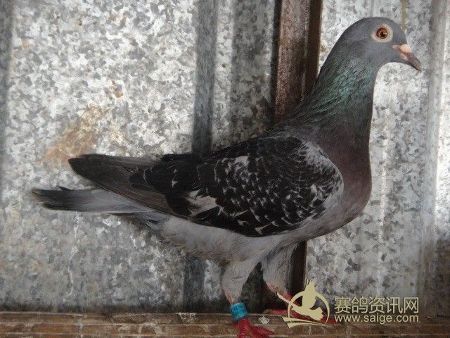 香港名家[刘二章]