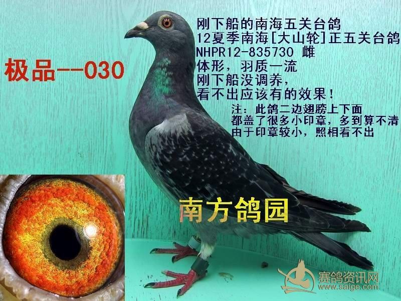 12南海夏季正五关台鸽[ 最少 20个 印章 ]