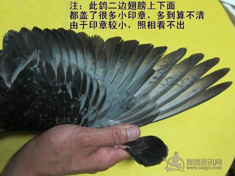 12南海夏季正五关台鸽[ 最少 20个 印章 ]