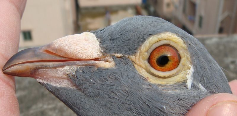 天津雨涵鸽舍-考夫曼 雌2_赛鸽资讯网商城